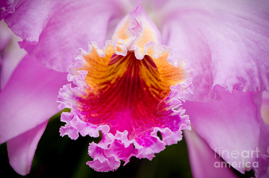 Cattleya Orchid Photograph by Oscar Gutierrez