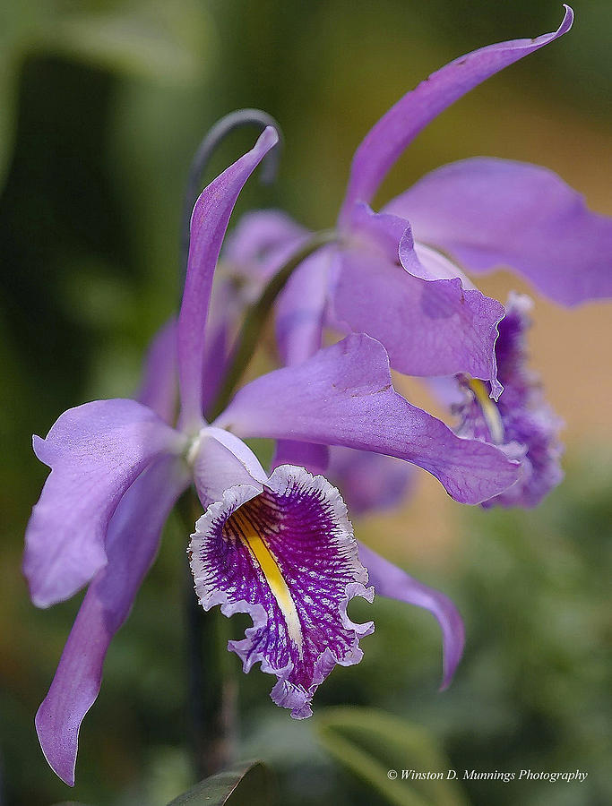 Cattleya Orchid Photograph by Winston D Munnings
