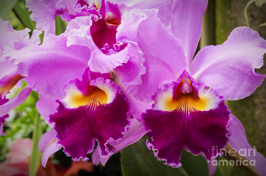 Cattleya Orchids Photograph by Oscar Gutierrez
