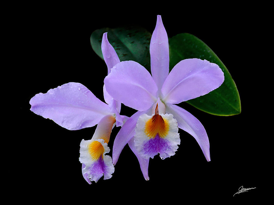 Cattleya Orchids Photograph by Phil Jensen