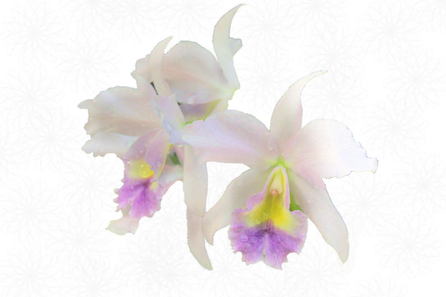 Cattleya Orchids Softly Photograph by Rosalie Scanlon