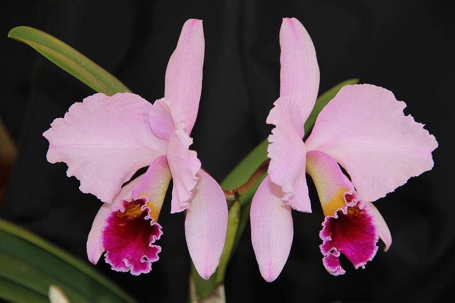 Orchid Photograph - Cattleya percivalliana Summit FCCAOS by Adam Kimpton