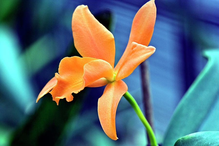 Orchid Photograph - Cattleya X Sophrolaelia Orchid by Dan Sams/science Photo Library
