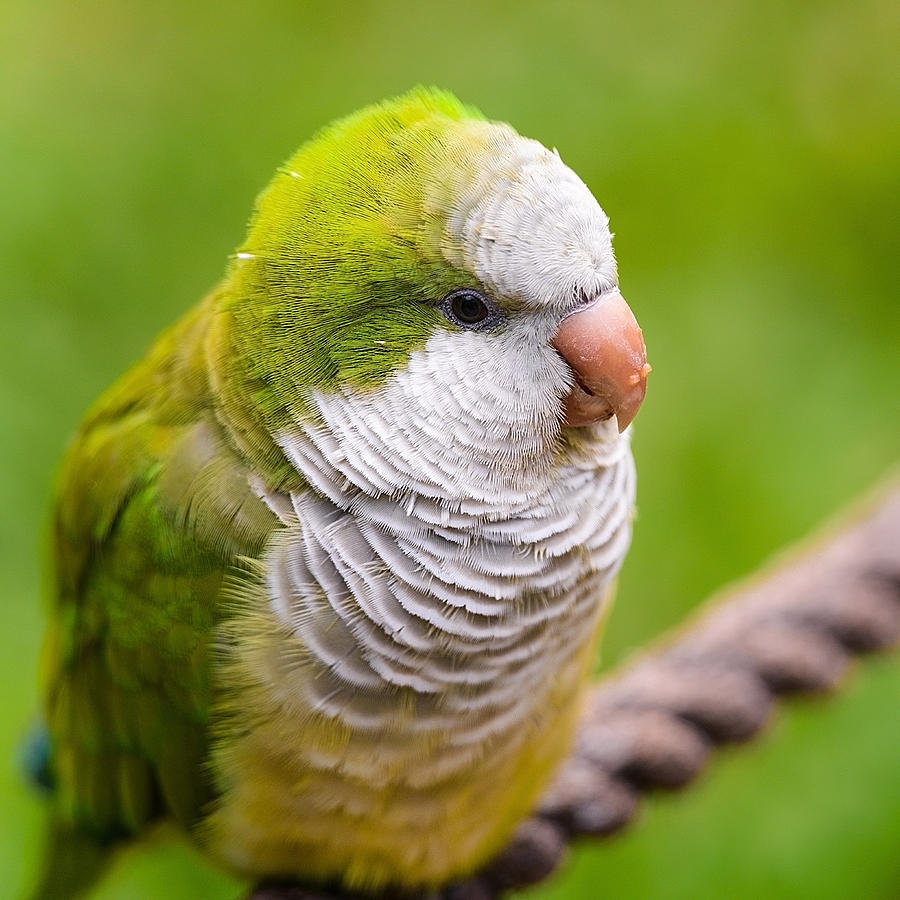 Parrot Photograph - Caturrita - Myiopsitta monachus by Vinicios De Moura