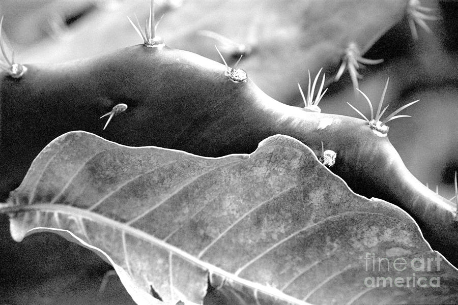 Catus and Dry Leaf BW Photograph by Heather Kirk