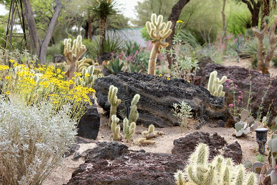 Cactus Garden #1 Photograph by Douglas Miller