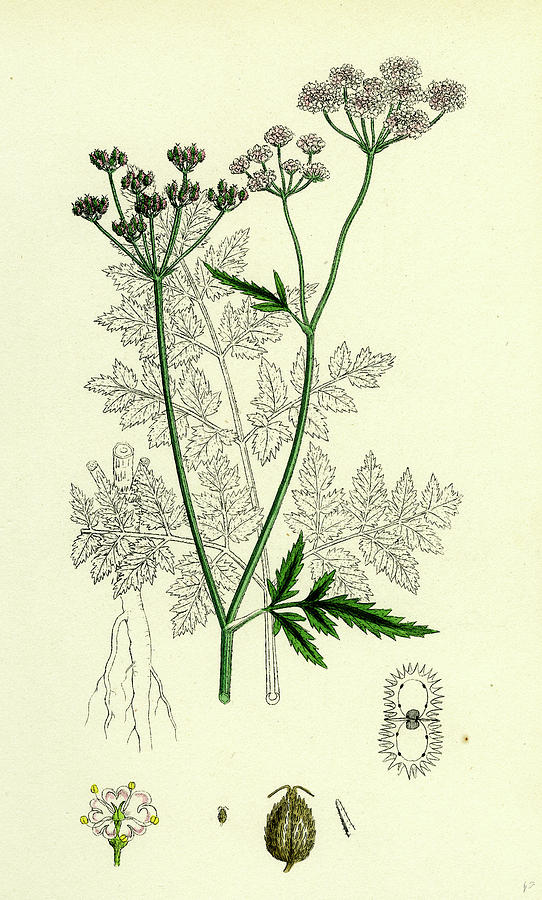 Caucalis Anthriscus Upright Hedge-parsley Drawing By English School 