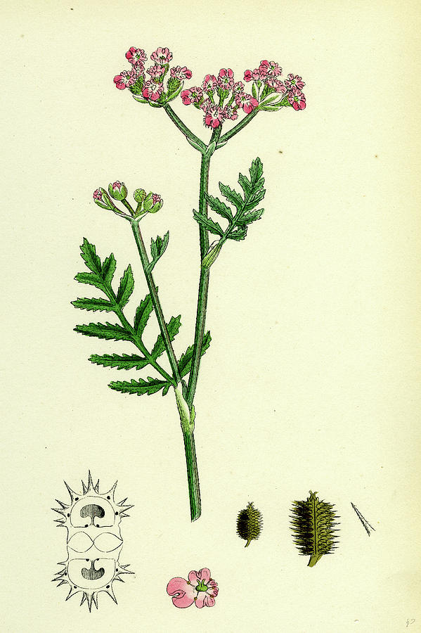Caucalis Latifolia Great Bur-parsley Drawing by English School - Fine ...