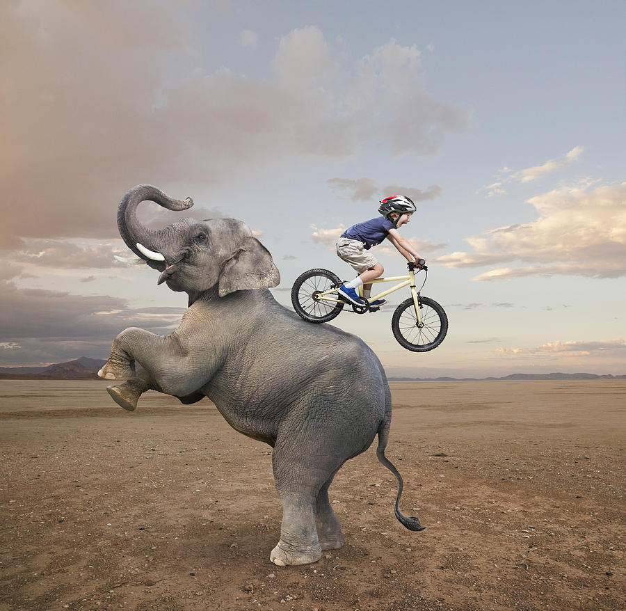 Caucasian boy riding mountain bike on back of elephant Photograph by John M Lund Photography Inc