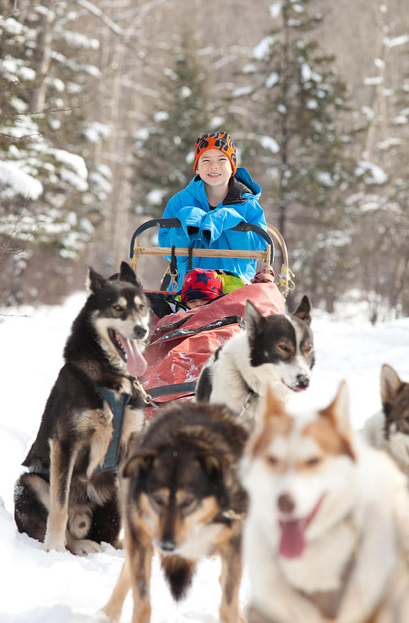 Caucasian child sits in Siberian Husky-drawn sled Photograph by ImagineGolf