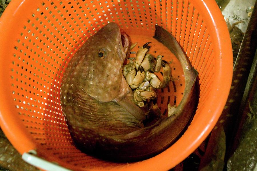 Caught Fish Photograph by Andrew Wheeler Fine Art America