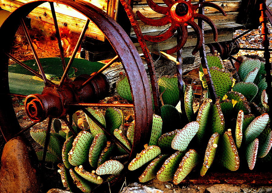 Caught in a Cactus Patch-SOLD Photograph by Antonia Citrino