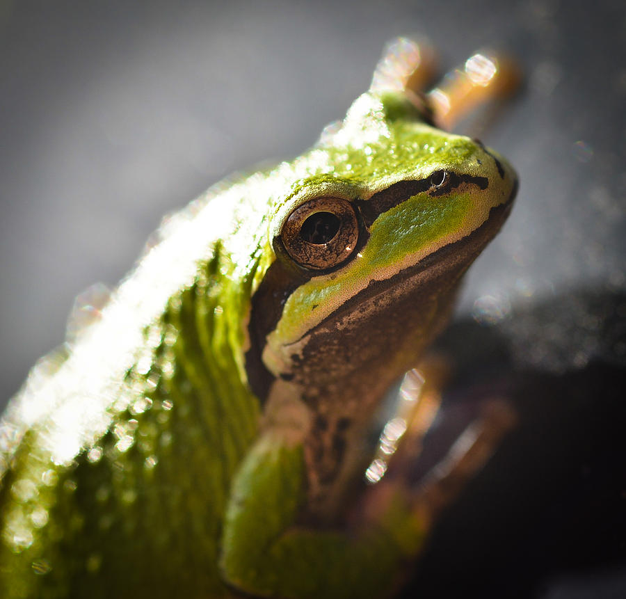 Caught in a Frogs Eye Photograph by Ronda Broatch