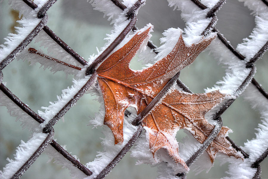 Caught In The Fence And Frost Photograph by Michael Eingle