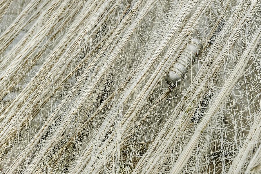 Caught In The Net Photograph by Thomas Nighswander Caught In The Net Photograph by Thomas Nighswander