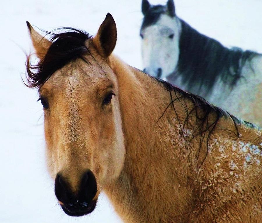 Horse Photograph - Caught In The Storm 3 by Savannah McCann