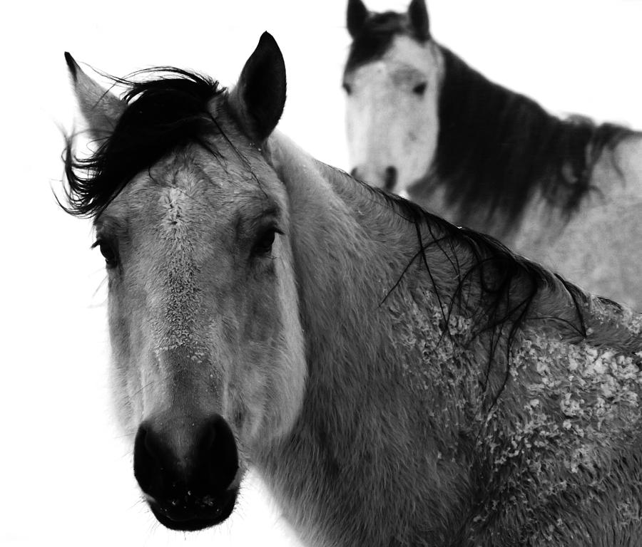 Horse Photograph - Caught In The Storm 4 by Savannah McCann