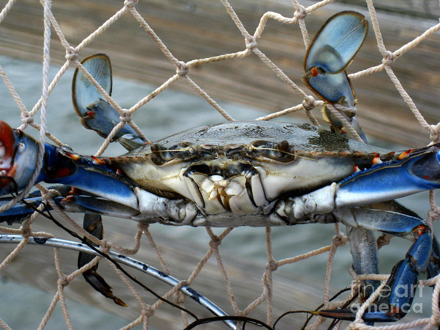 Blue Crab Photograph - Caught by Marcia Nichols