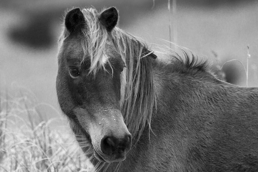 Horse Photograph - Caught My Eye by Betsy Knapp