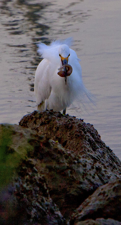 Egret Photograph - Caught by Her Arts Desire