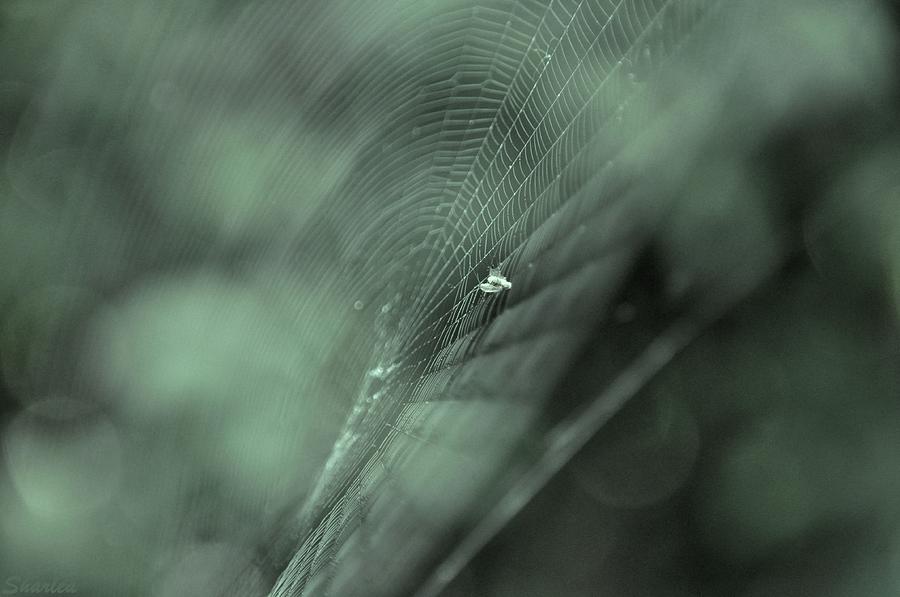 Spider Photograph - Caught by Paula Sharlea