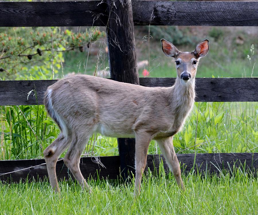 Caught Photograph by Rebecca Rasnake - Fine Art America