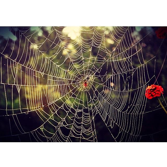 Caught Up In This Sticky Web 
thinking Photograph by Sonia Pitts