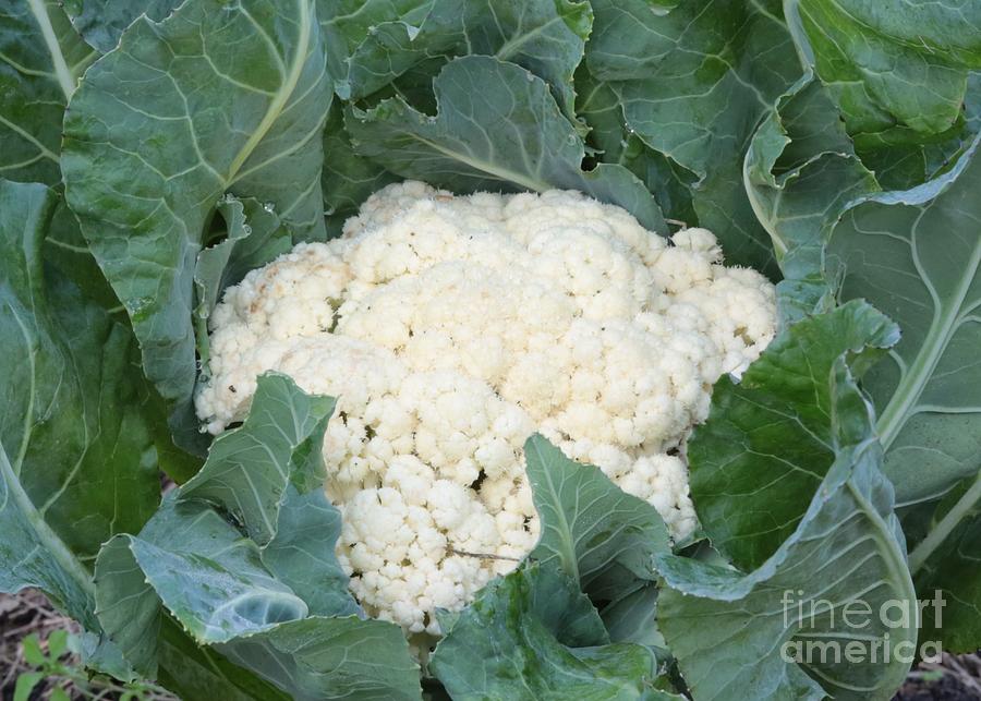 Cauliflower Photograph by Carol Groenen