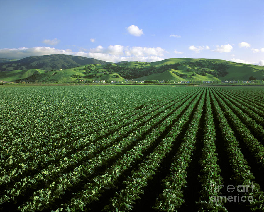 Cauliflower Field Photograph by Craig Lovell
