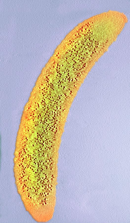 Caulobacter Crescentus Photograph - Caulobacter Crescentus Bacterium by Ami Images