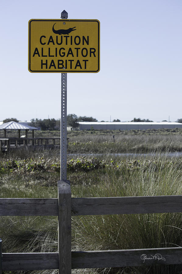 Caution Alligator Habitat Photograph by Susan Molnar