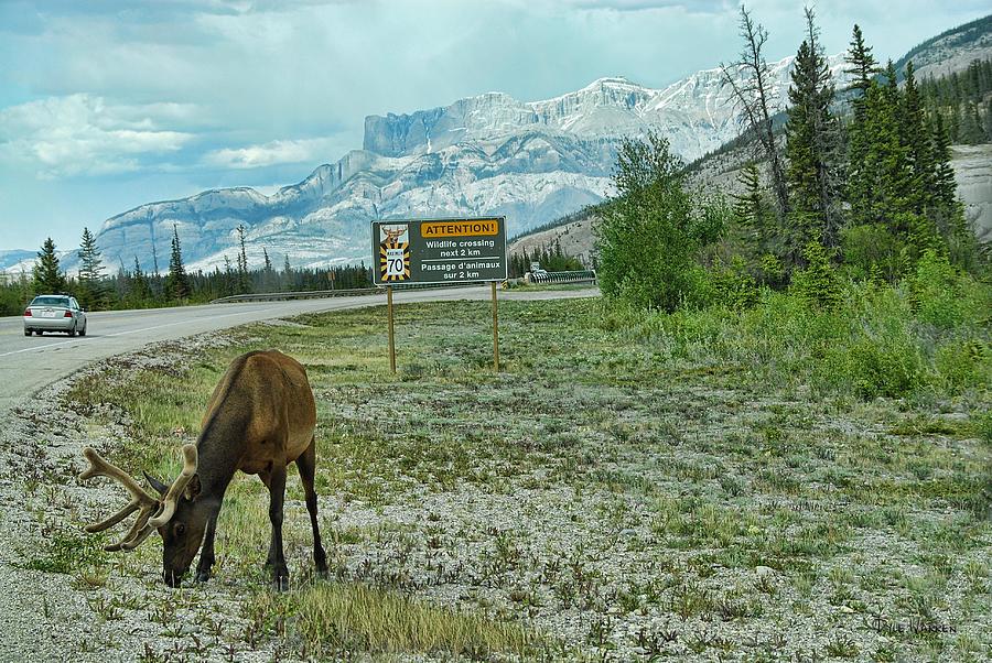 Caution Canadian Wildlife Photograph by Dyle   Warren