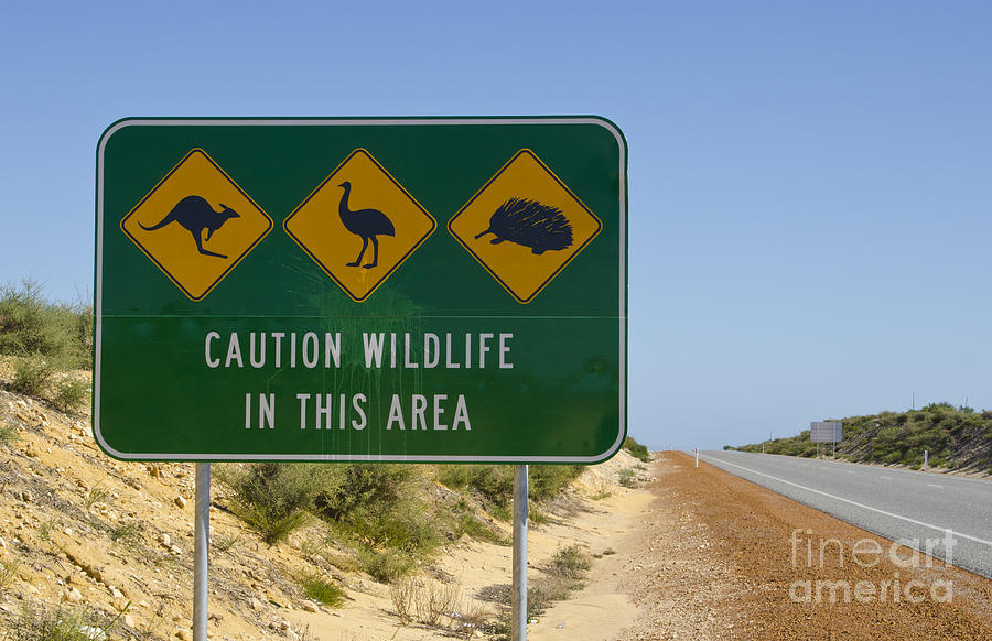 Caution Sign For Wildlife Crossing Road Photograph by Bill Bachmann ...