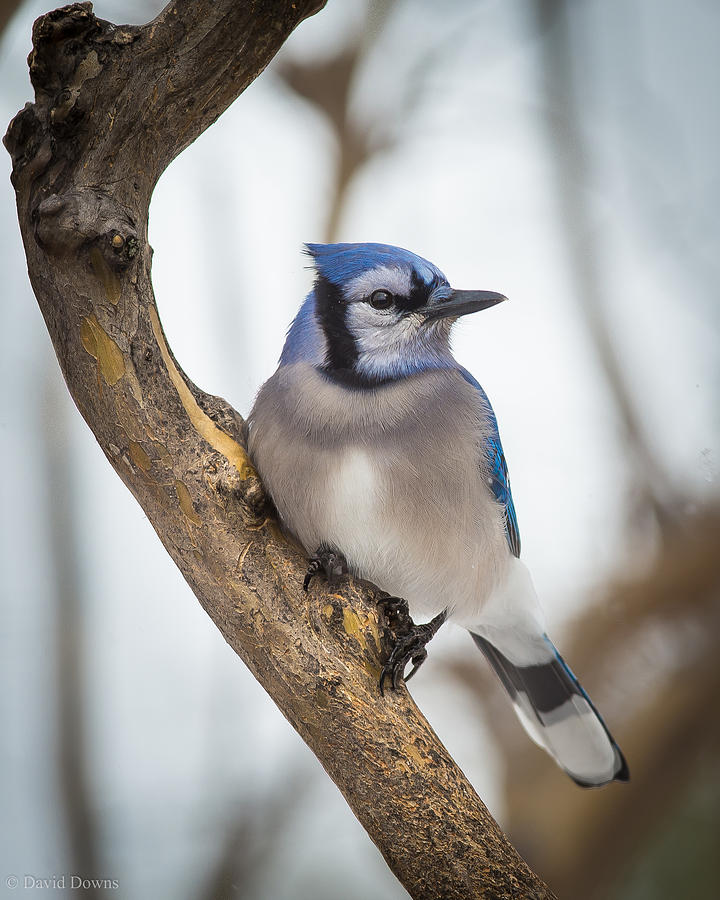 Cautious Blue Jay Photograph by David Downs