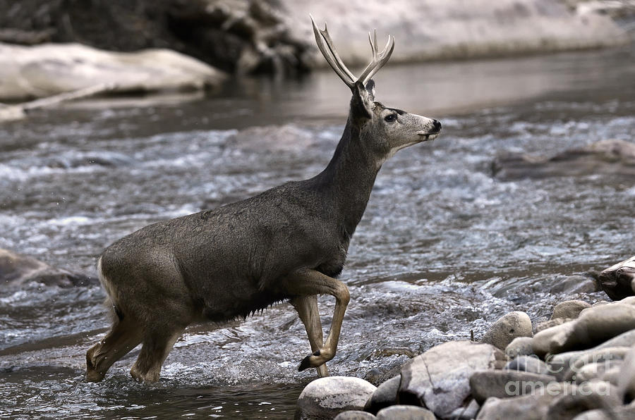 Zion National Park Photograph - White Tail Deer Virgin River Utah by Bob Christopher