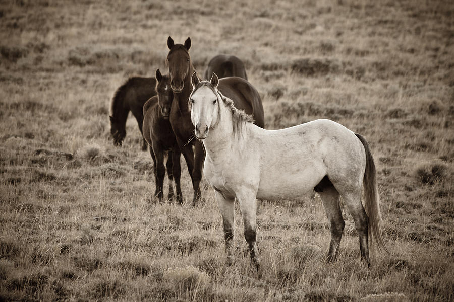 Cautious - Wild Horses - Green Mountain - Wyoming Photograph by Diane Mintle