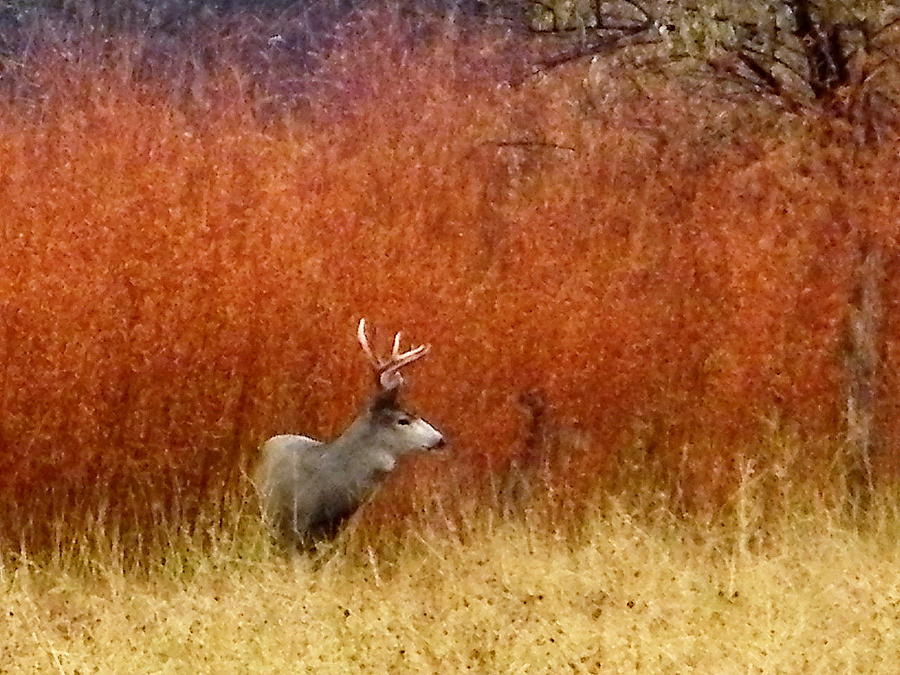 Deer Photograph - Cautious Mule Deer Buck by Dale Jackson