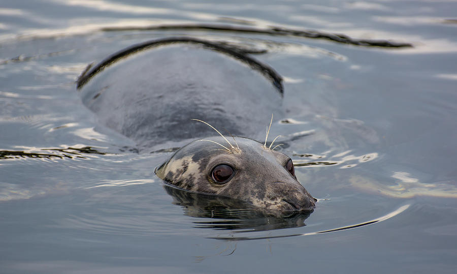 Cautious Seal Photograph by Andreas Berthold