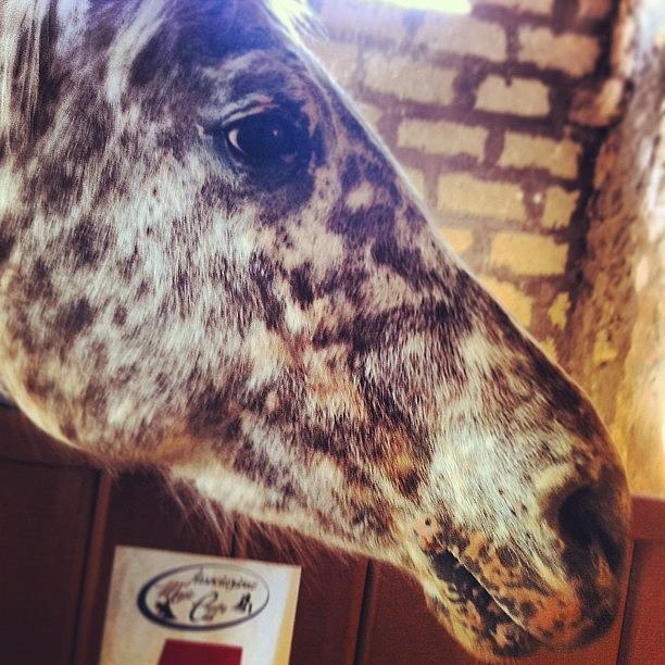 Caval Photograph - #caval #donato #iphone  #4 #cavallo by Lor T