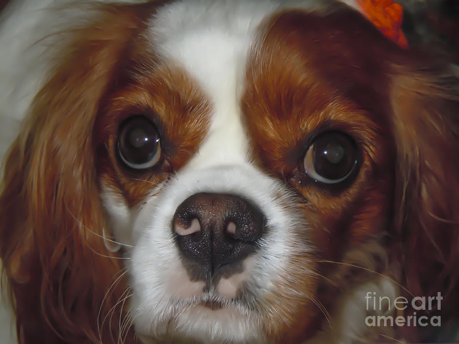 Cavalier Closeup Photograph by Dale Powell
