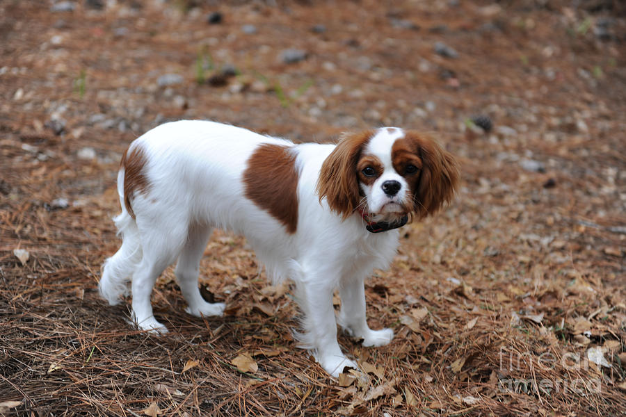 Cavalier Dog Photograph by Dale Powell