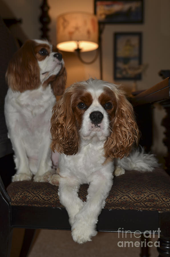 Cavalier Dogs Photograph by Dale Powell
