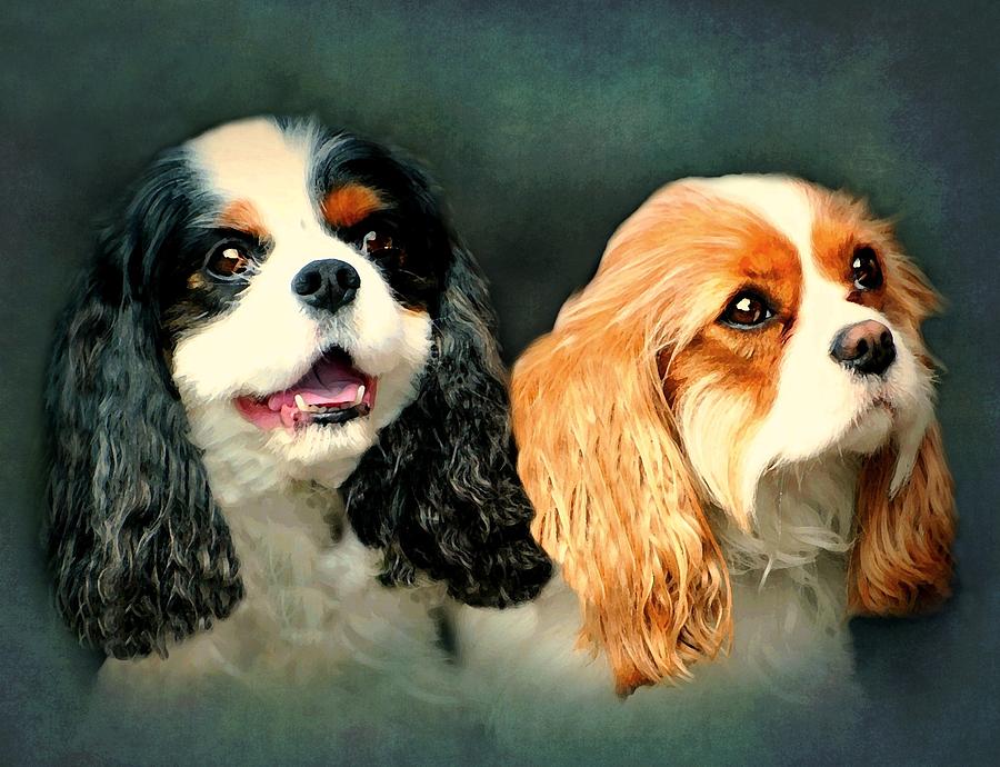 Dog Photograph - Cavalier King Charles by Diana Angstadt
