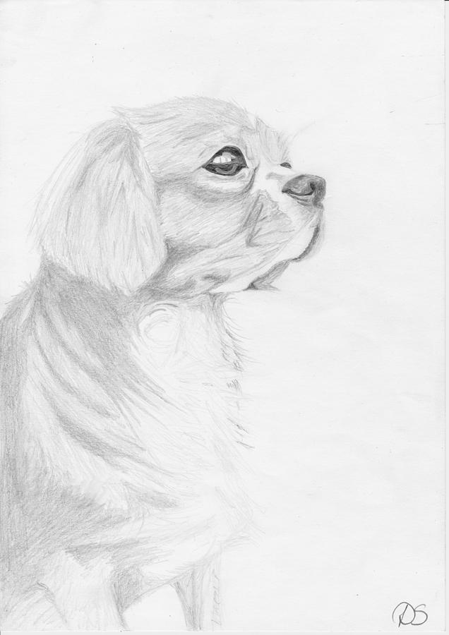 Dog Drawing - Cavalier King Charles Spaniel by David Smith