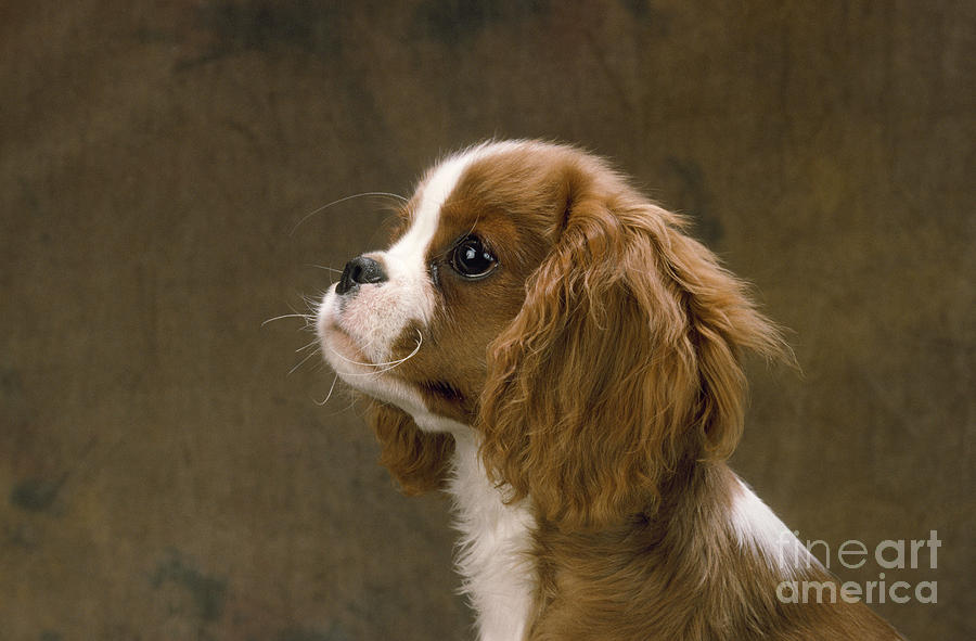 Cavalier King Charles Spaniel Dog Photograph by John Daniels