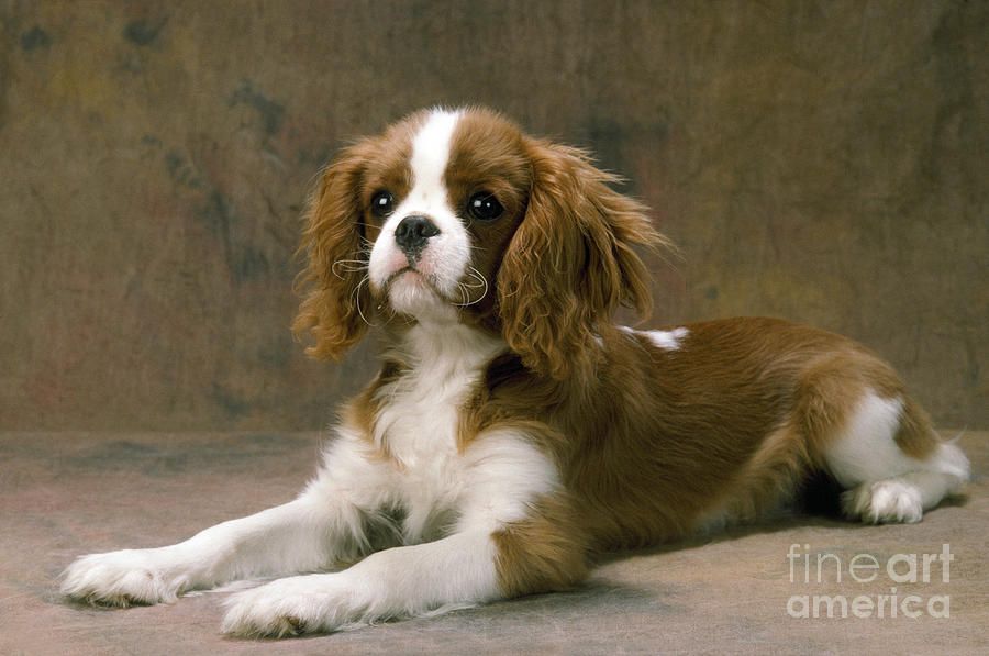 Cavalier King Charles Spaniel Dog Lying Photograph by John Daniels