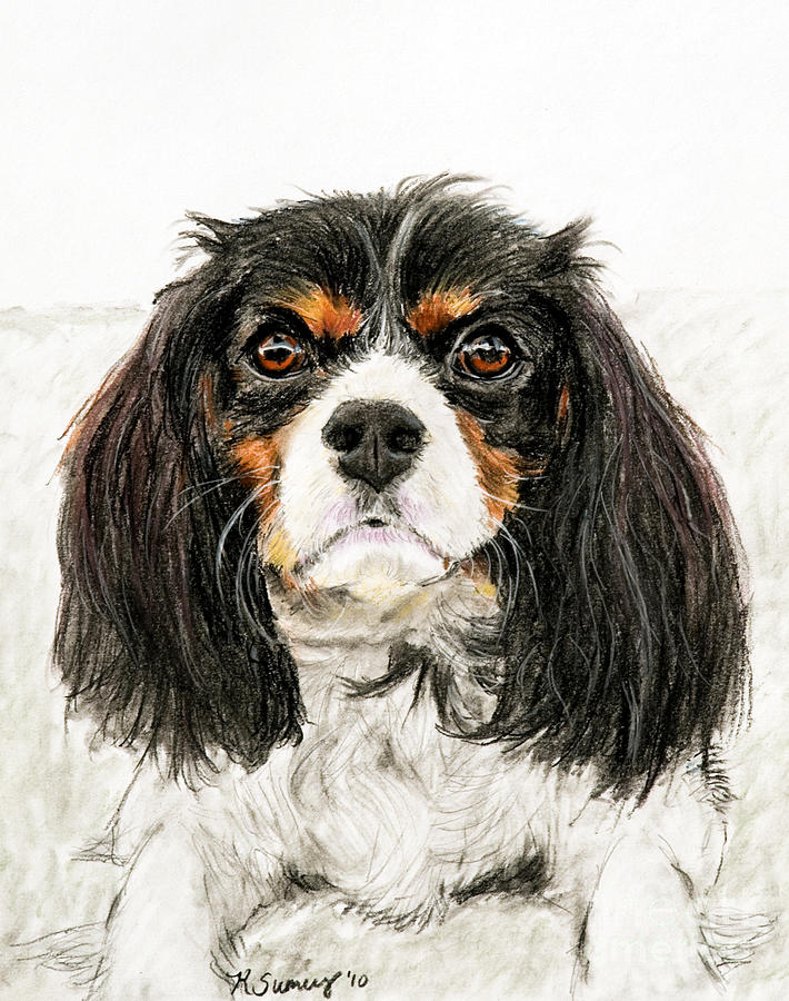 Cavalier King Charles Spaniel Painting Pastel by Kate Sumners