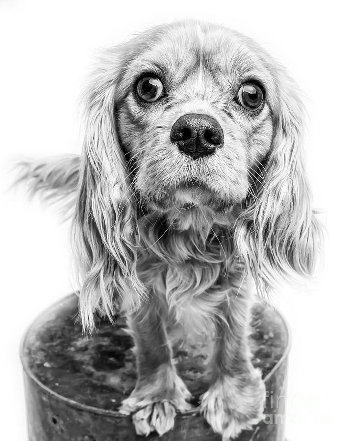 Cavalier King Charles Spaniel Puppy Dog Portrait Photograph