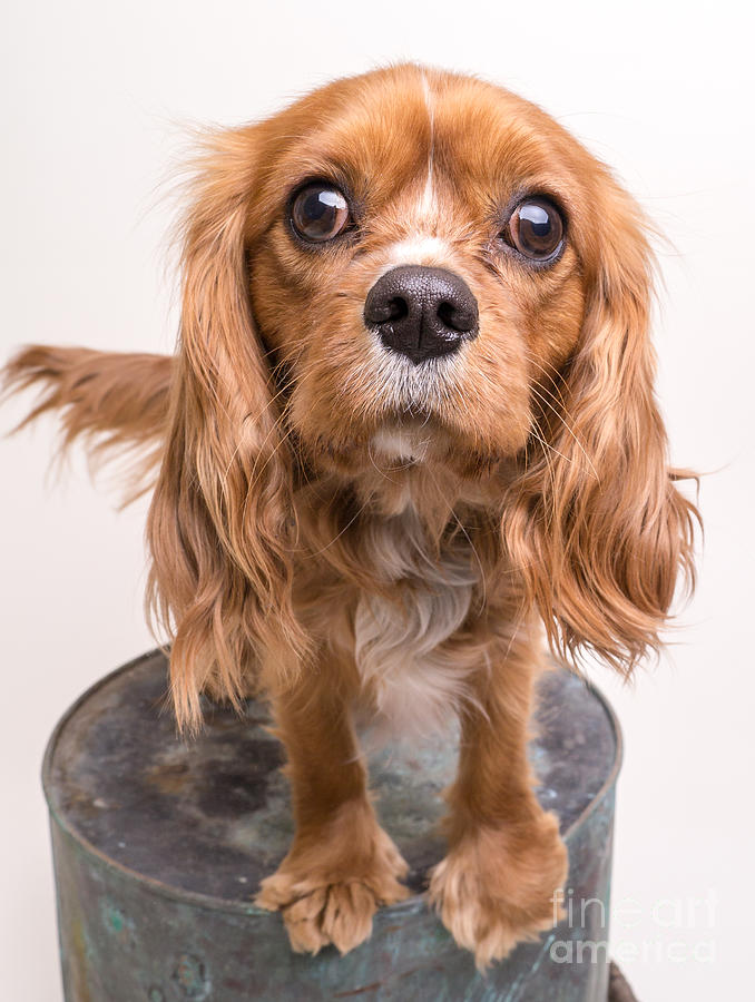 Dog Photograph - Cavalier King Charles Spaniel Puppy by Edward Fielding