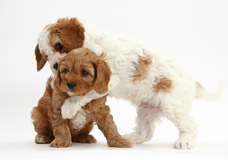 Cavapoo Puppies Hugging Photograph by Mark Taylor